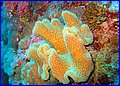 Coral sarkofiton 1.jpg