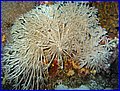 Coral xlistoobraznij.jpg