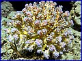 Ezikoobraznij coral.jpg