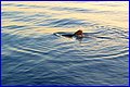 Shark 1.jpg