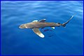 Shark 2.jpg