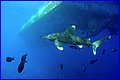 Shark 4.jpg