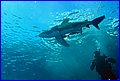 Shark 6.jpg