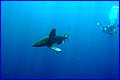 Shark 7.jpg