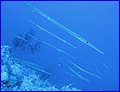 IMG_1209.jpg