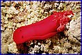 Spanish Dancer 1.jpg