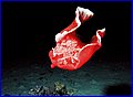 Spanish Dancer 2.jpg