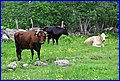 IMG_0487.JPG