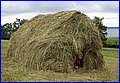 IMG_2137.JPG
