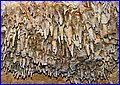 026 IMG_6513.jpg