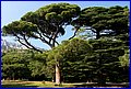 042 Voroncove palace park 1.jpg