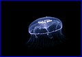 047 IMG_6941.jpg