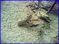 IMG_4151.JPG