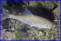 CRW_4687.jpg