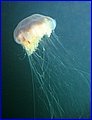 IMG_9155.JPG