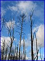 IMG_2989.JPG