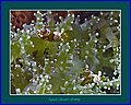 082 CRW_7392.jpg