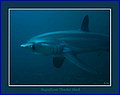 150 CRW_7369.jpg