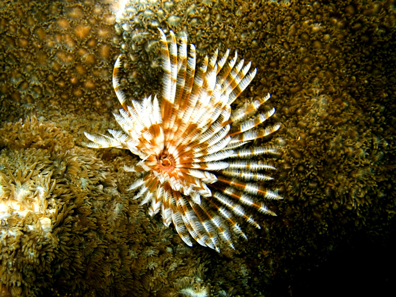 CRW_1293.jpg