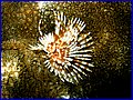 CRW_1293.jpg