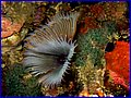 CRW_1706.jpg