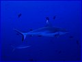 CRW_0312.jpg