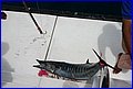 IMG_3389.JPG