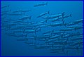 026 17CRW_3856.jpg