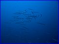 CRW_2754.jpg