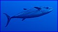 CRW_6705.jpg