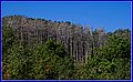 _MG_1705.jpg