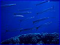 CRW_4299.jpg