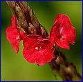 IMG_8851.jpg