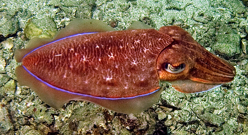 CRW_4811.jpg