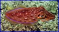 CRW_4811.jpg
