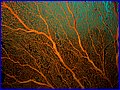 CRW_4963.jpg