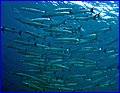 CRW_5135.jpg