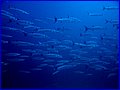 CRW_5139.jpg