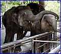 IMG_0989.jpg