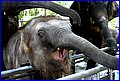 IMG_1003.jpg