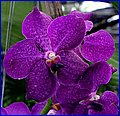 IMG_1155.jpg