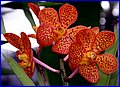 IMG_1165.jpg