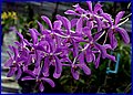 IMG_1185.jpg