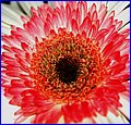IMG_1897.jpg