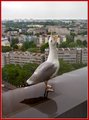 _MG_2827.jpg