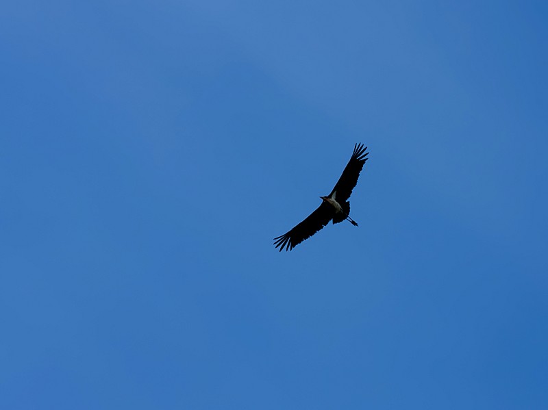 _MG_1884 copy.jpg