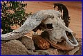 IMG_0423.jpg