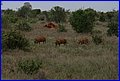 IMG_0454.jpg
