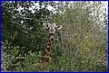 IMG_1193.jpg