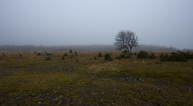 _MG_2990.jpg
